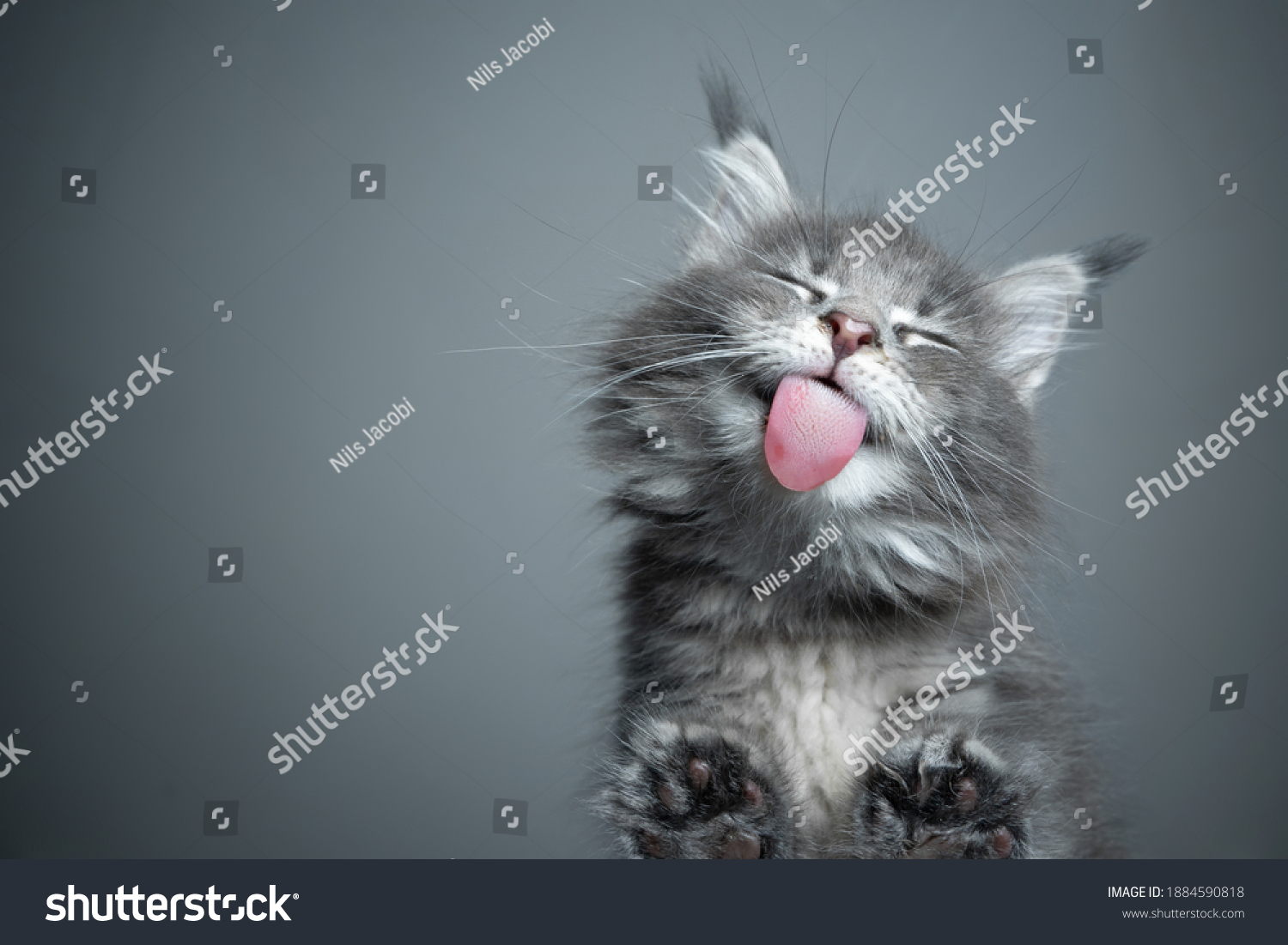 bottom view of a cute blue tabby maine coon kitten licking glass table on gray background with copy space #1884590818