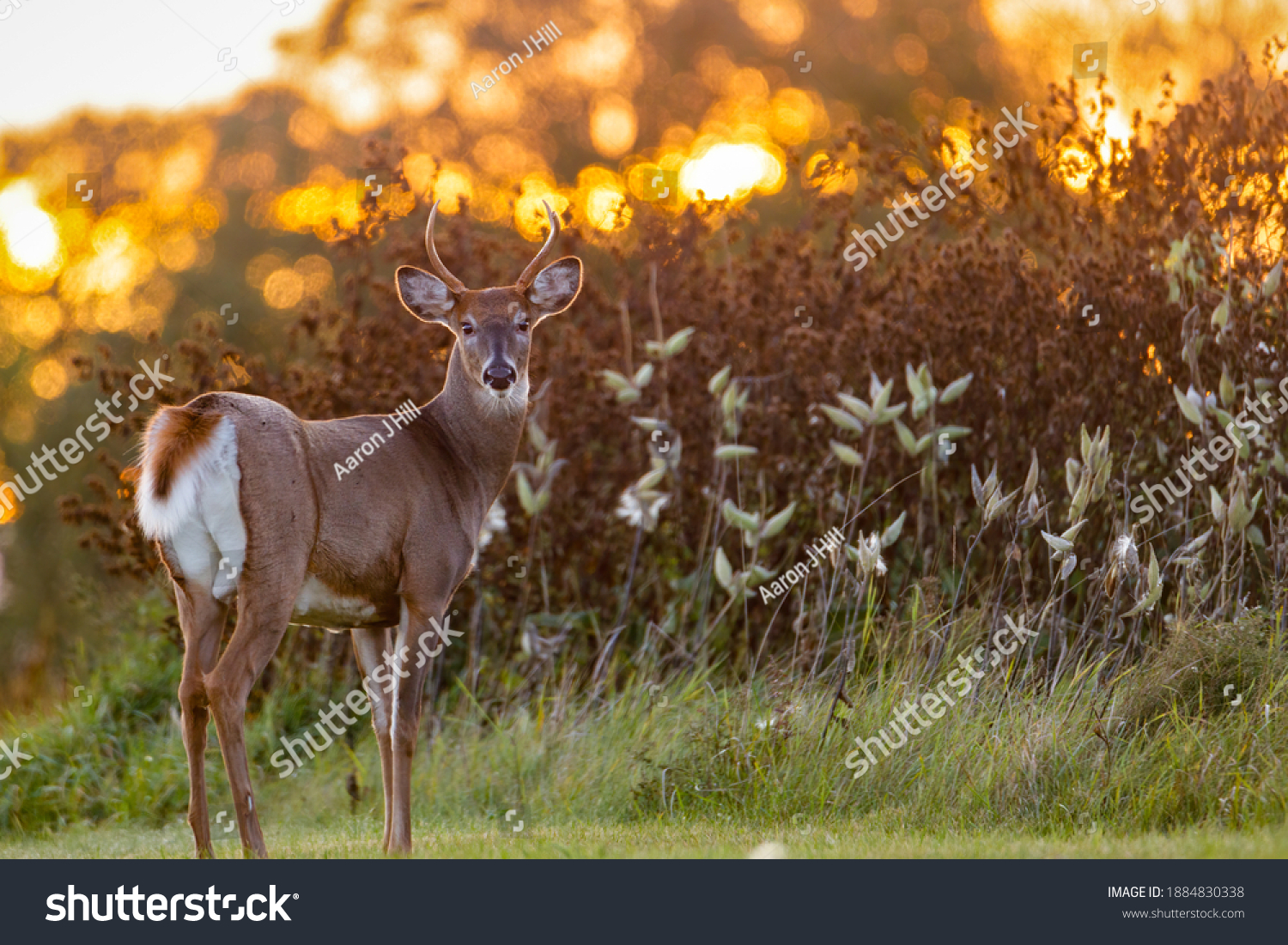 White-tailed Buck (Odocoileus virginianus) backlit from the setting sun at evening. Selective focus, background blur and foreground blur.
 #1884830338