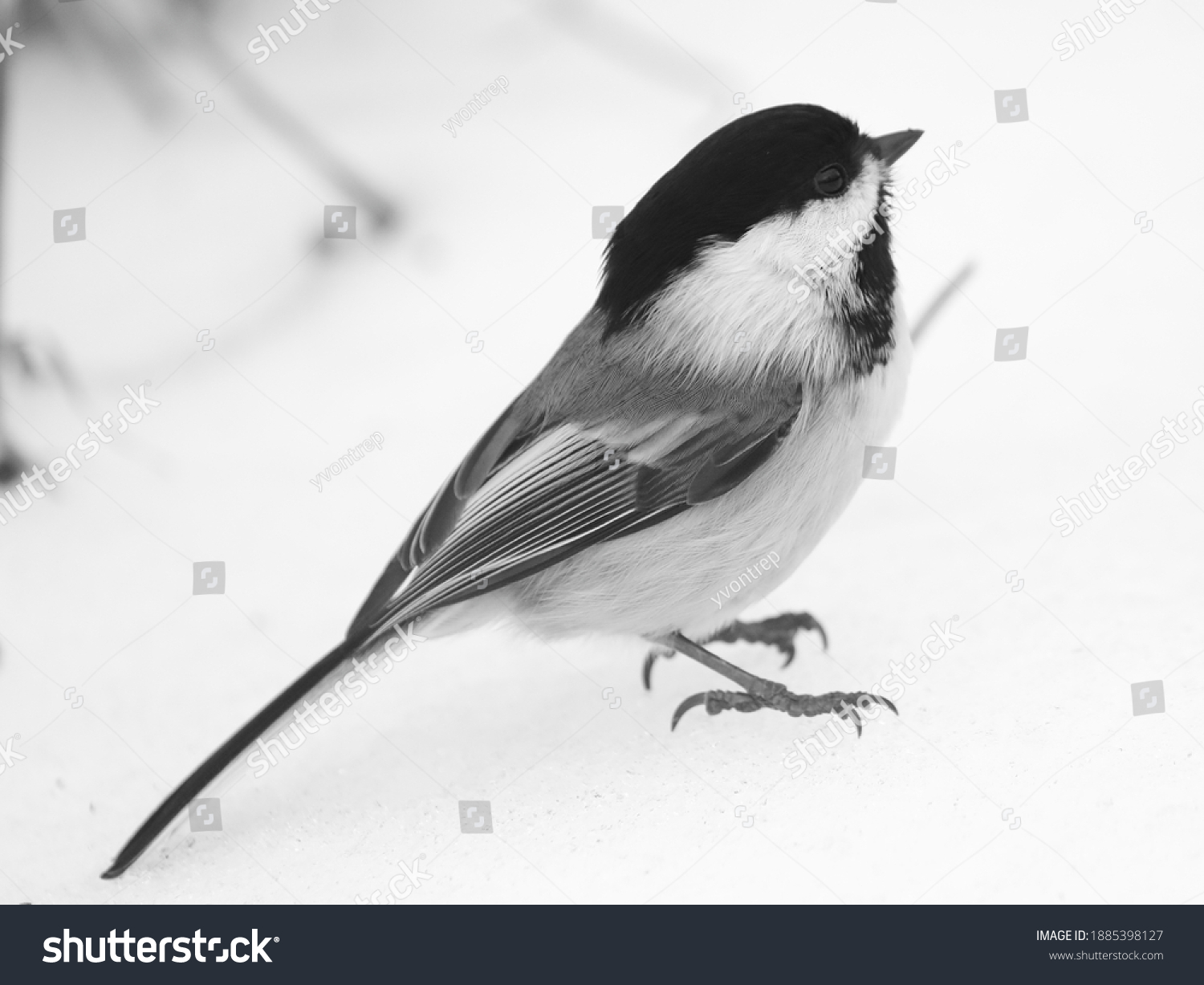 chickadee isolated black and white #1885398127