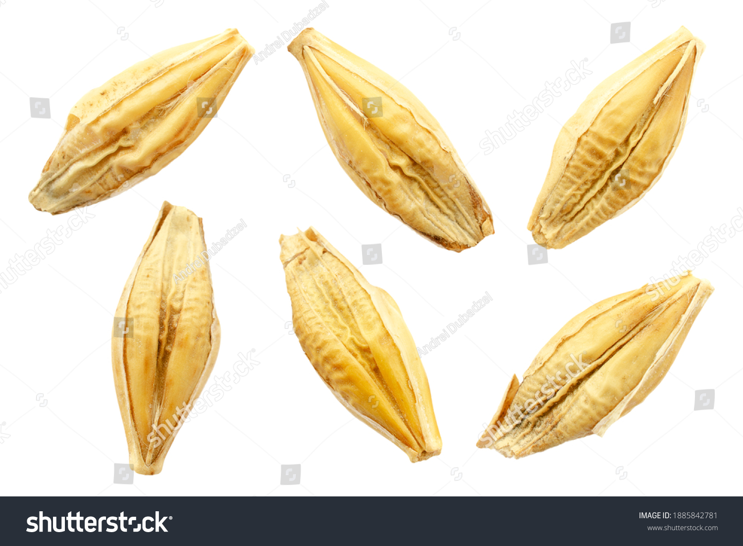 Barley seeds are isolated on white, top view, macro. Barley seeds isolated on a white background. Grains of barley malt on a white background. Set of barley grains isolated on white background. #1885842781