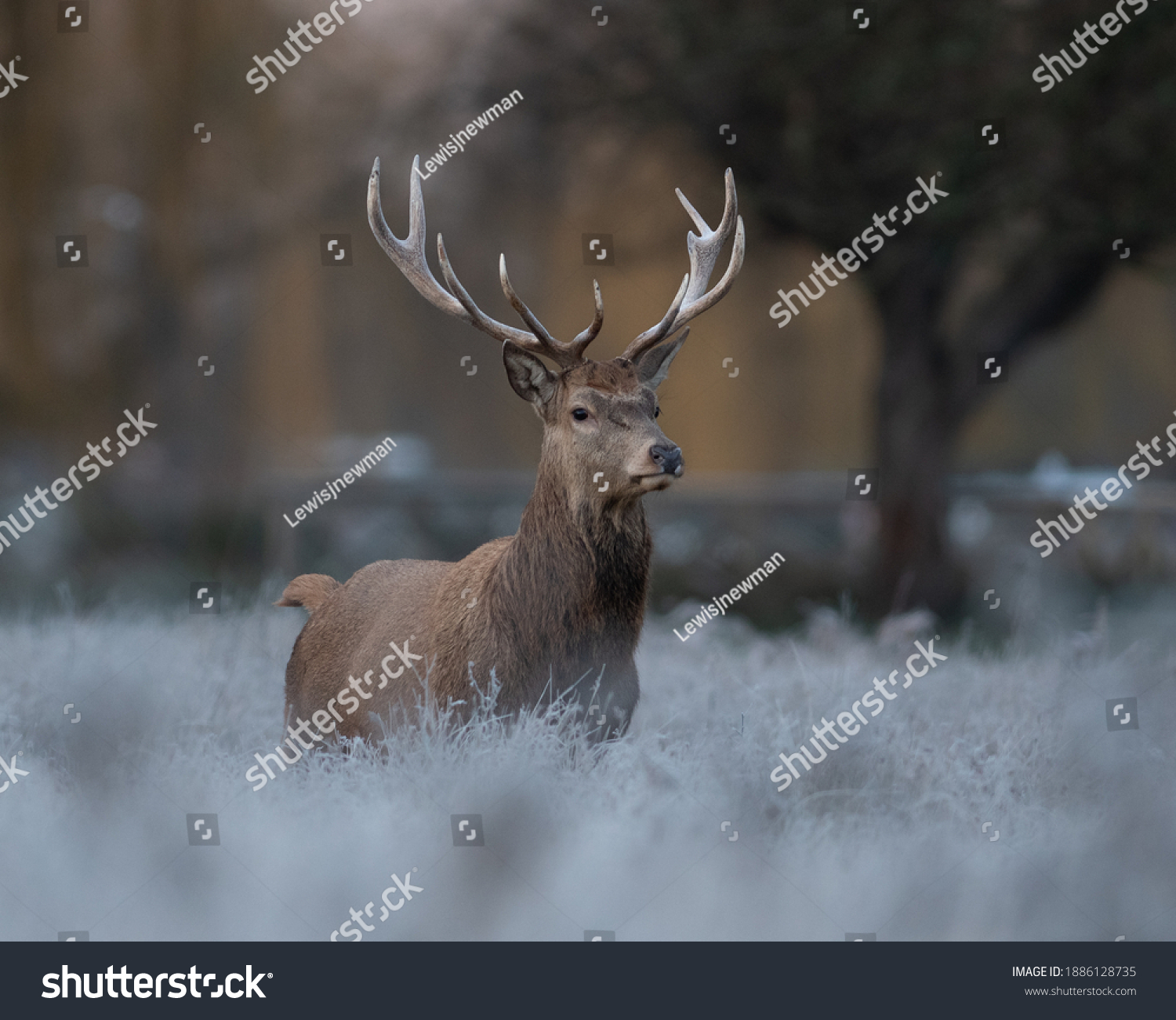 A Majestic wild beast Red Stag with antlers on a frosty golden hour morning  #1886128735