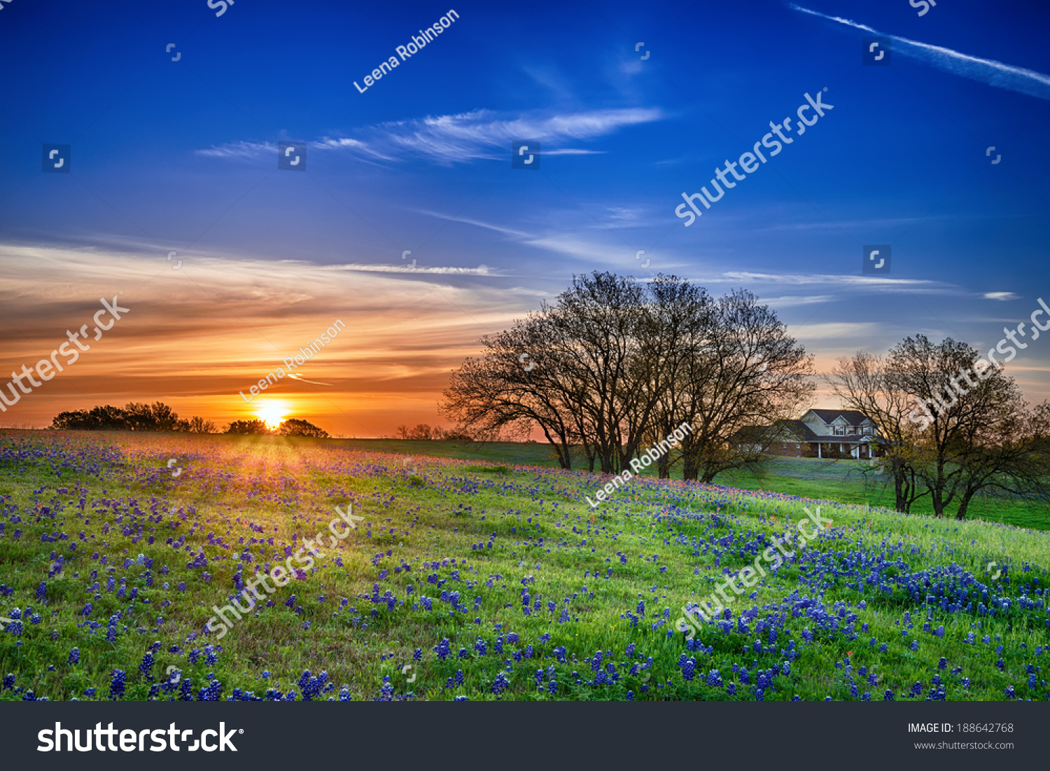 Texas bluebonnet spring wildflower field at sunrise #188642768