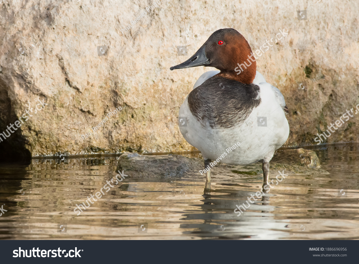 A male Canvasback is standing in the shallow water at the edge of a stone wall. Colonel Samuel Smith Park, Toronto, Ontario, Canada. #1886696956