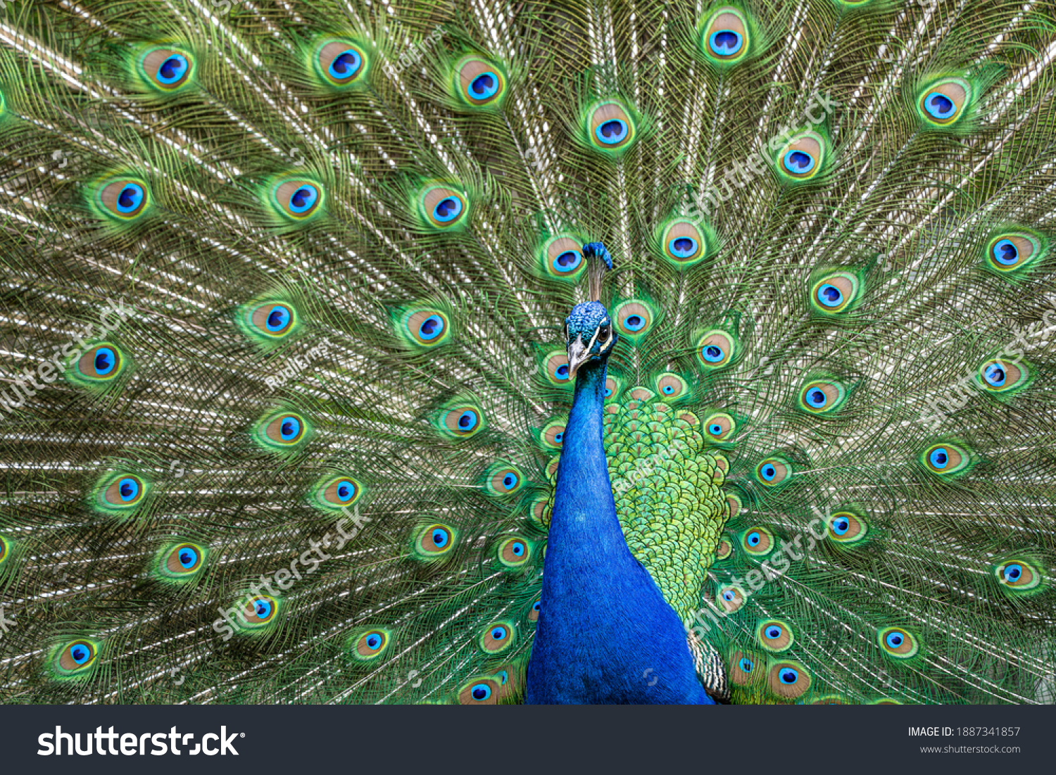 The Indian peafowl or blue peafowl, Pavo cristatus is a large and brightly coloured bird, is a species of peafowl native to South Asia, but introduced in many other parts of the world. #1887341857