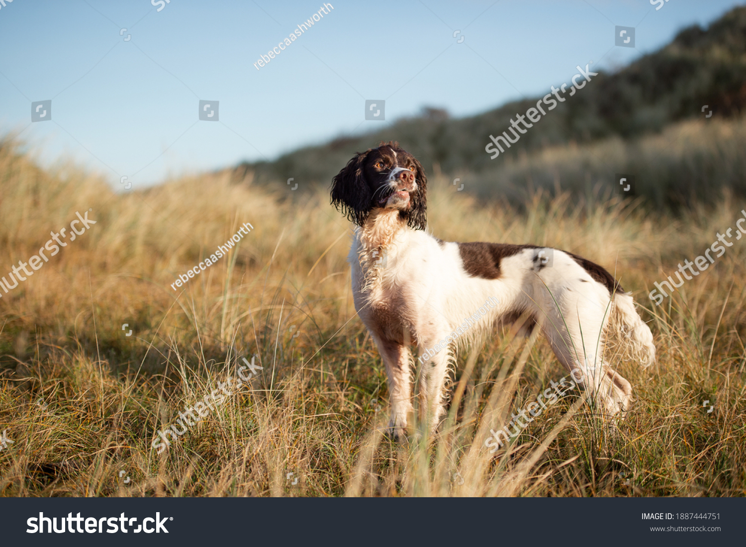 Springer Spaniel Dog at the park #1887444751