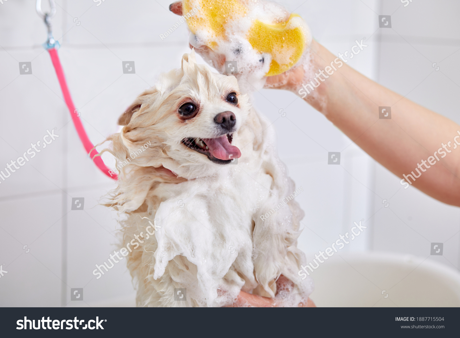 pomeranian spitz in bath before grooming, procedure of hair cutting by professional grooming master.little spitz dog get shower, dogs beauty concept #1887715504