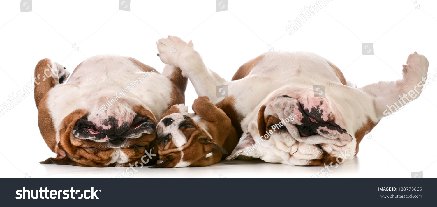 dog family - father, son and grandfather laying on back #188778866