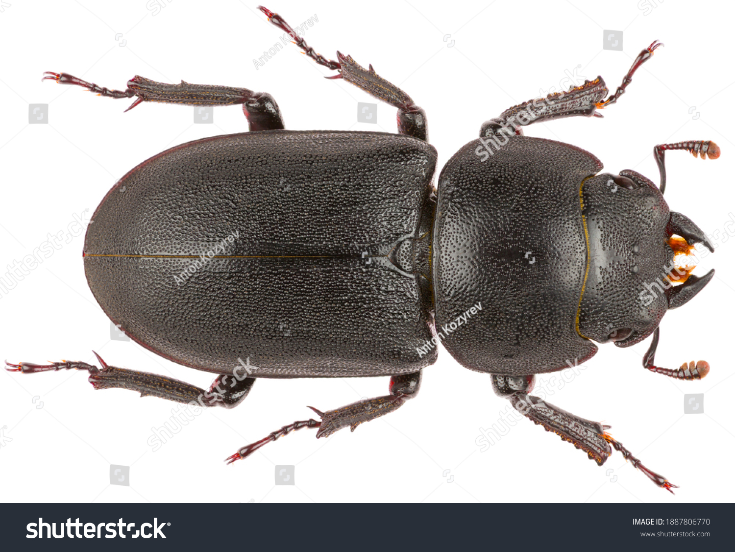 Dorcus parallelipipedus, the lesser stag beetle, is a species of stag beetle from the family Lucanidae. Dorsal view of lesser stag beetle isolated on white background. #1887806770