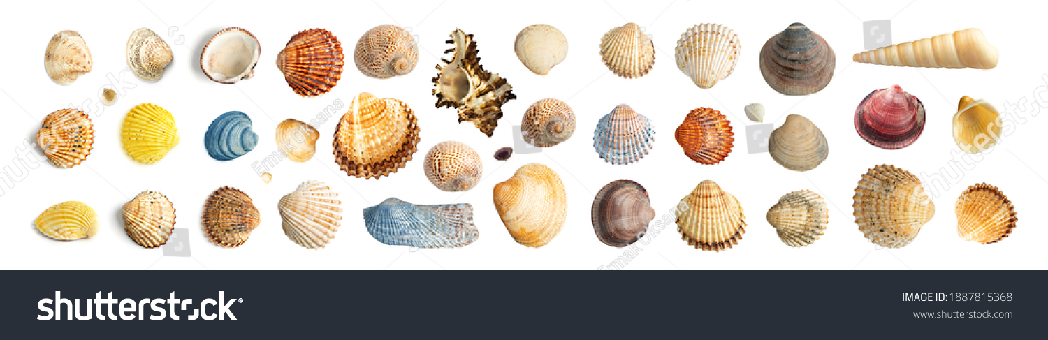 Multicolored Seashells Big Collection Isolated on White Background Top View. Set of Brown, Yellow and Grey Clam Mollusc Shells #1887815368