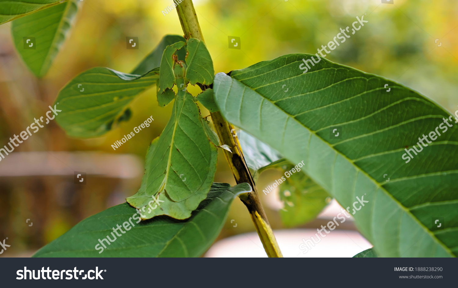 Leaf Insect the green Phylliidae sticking under a leaf and well camouflaged and themes towards the stem on a tropical forest #1888238290