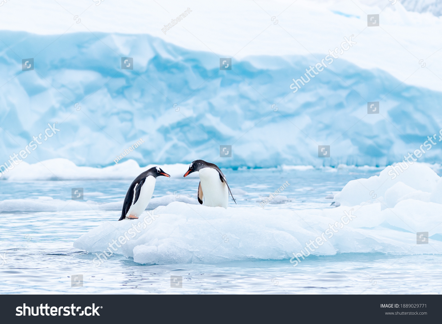 A gentoo penguin couple has a tender moment on a small berg #1889029771