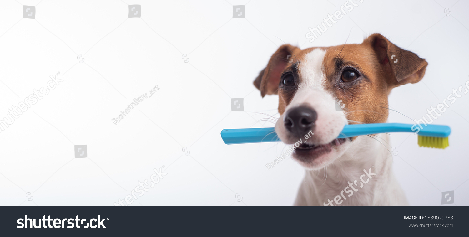 Smart dog jack russell terrier holds a blue toothbrush in his mouth on a white background. Oral hygiene of pets. Wide screen #1889029783