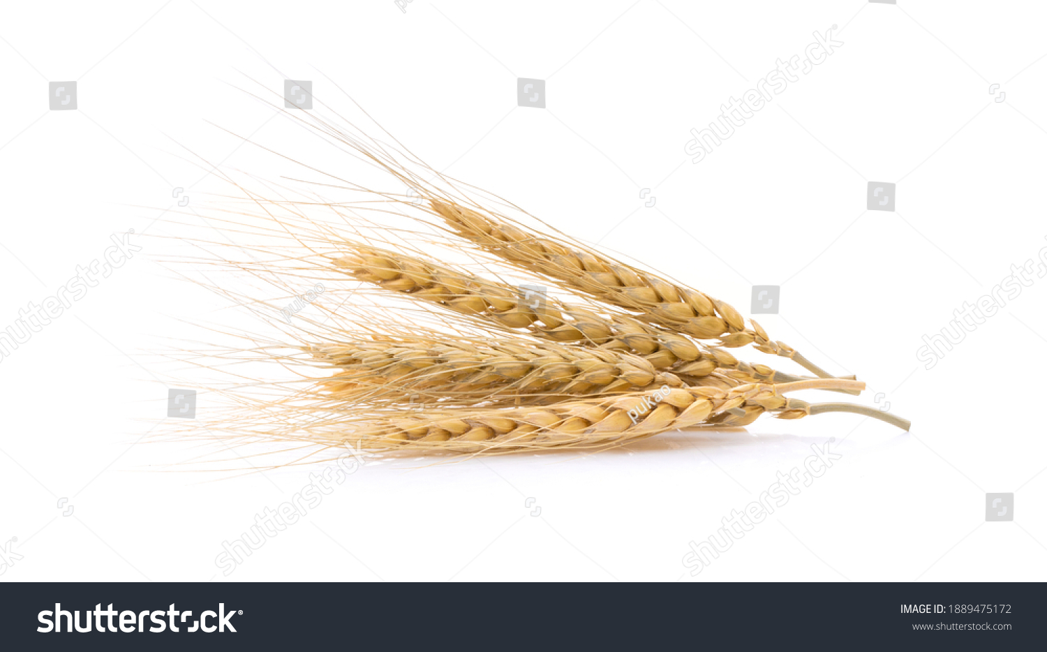 barley grains isolated on white background #1889475172