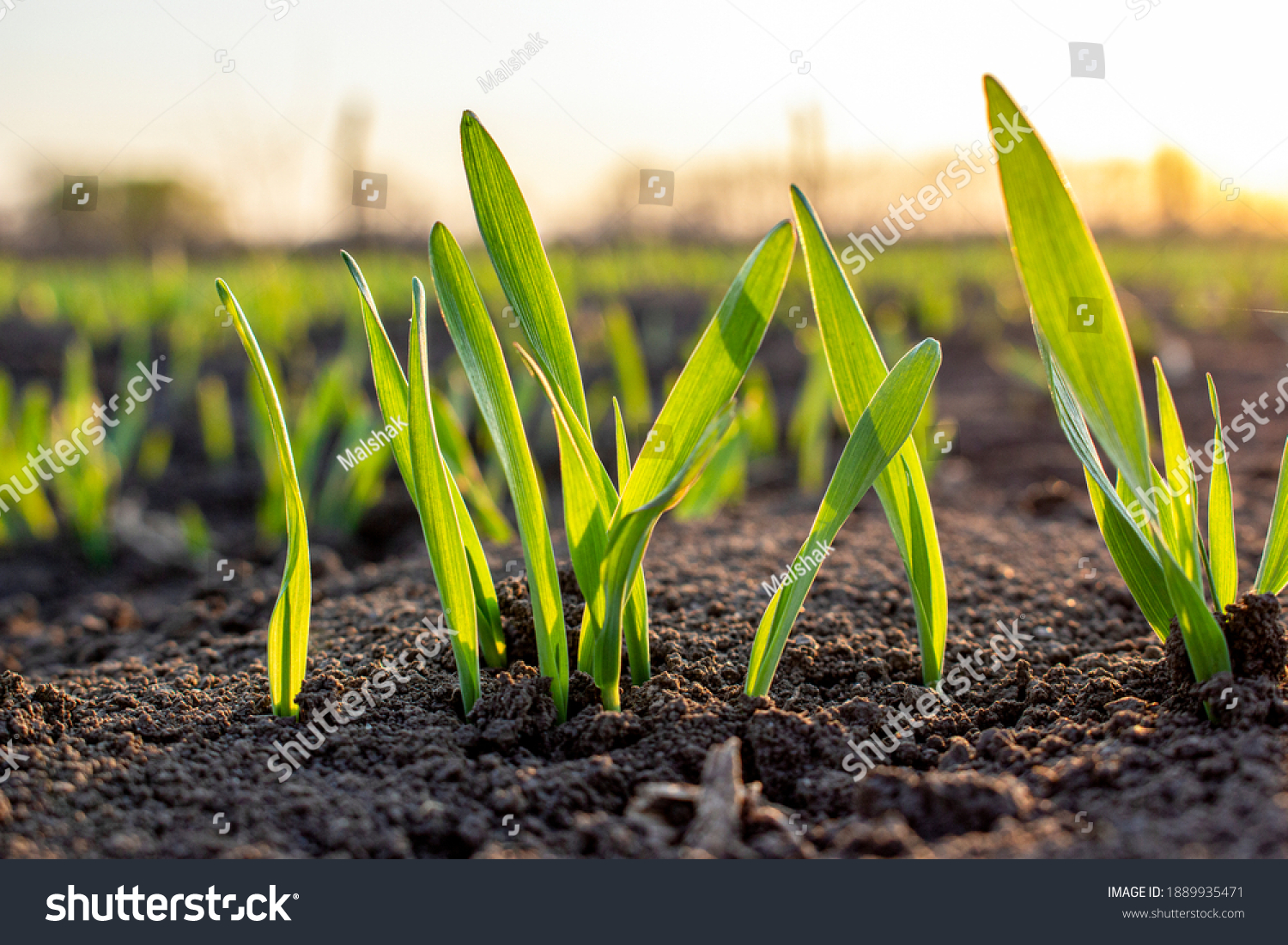 Sprouts of young barley or wheat that have just sprouted in the soil, dawn over a field with crops. #1889935471