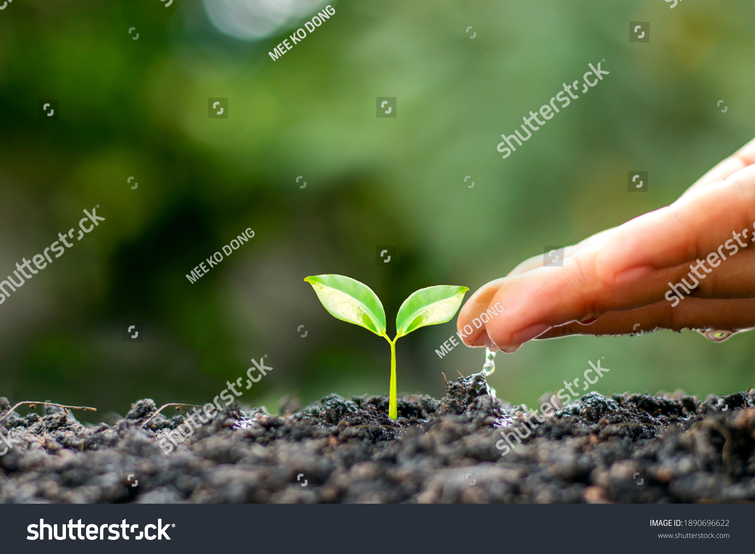 Farmers are watering small plants by hand with the concept of World Environment Day. #1890696622
