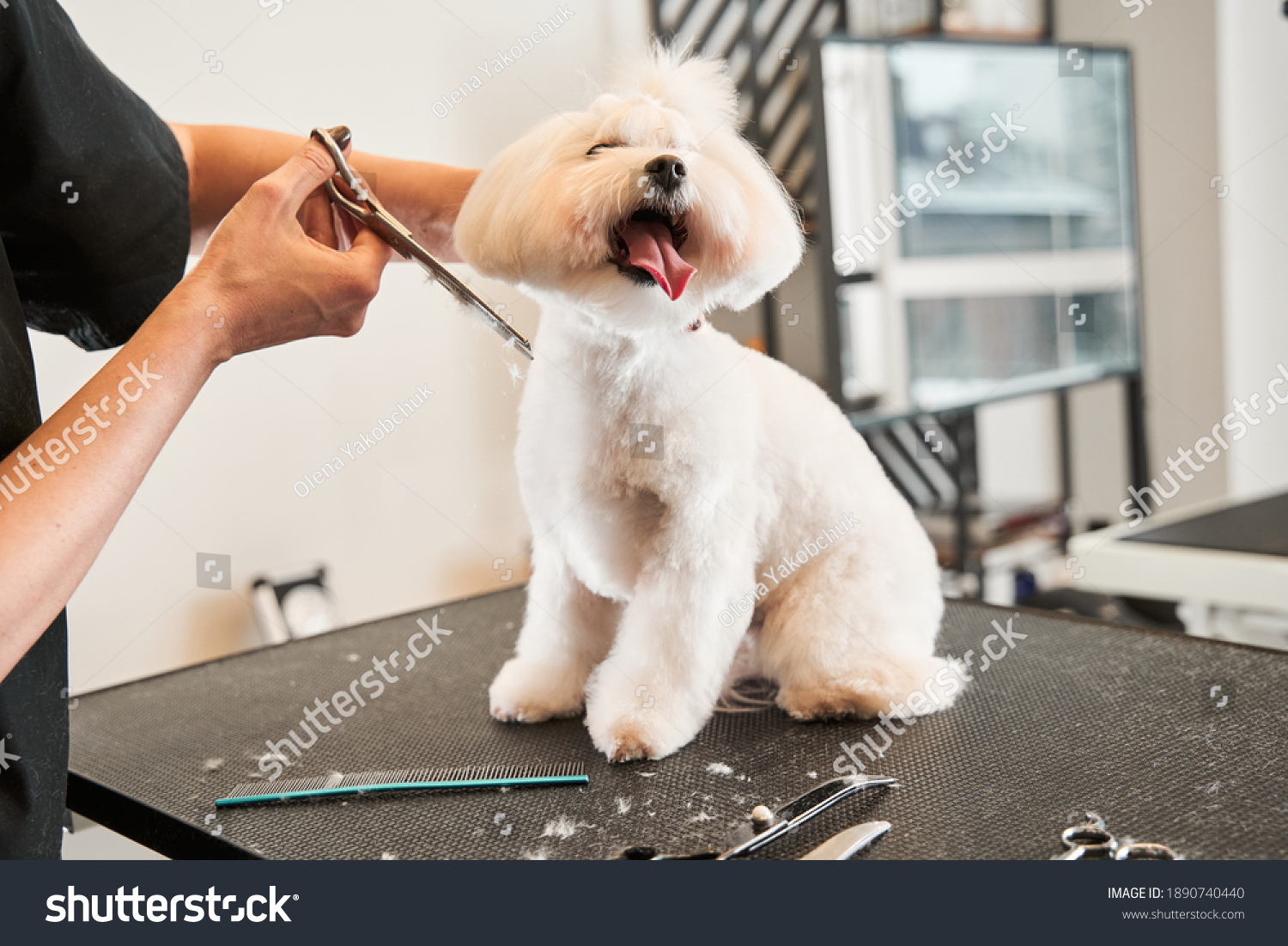 Dog grooming service. Hairdresser holding scissors near the dog and other equipment laying at the table. Groomer cutting fur of domestic animal. Pet sitting on table in grooming salon #1890740440