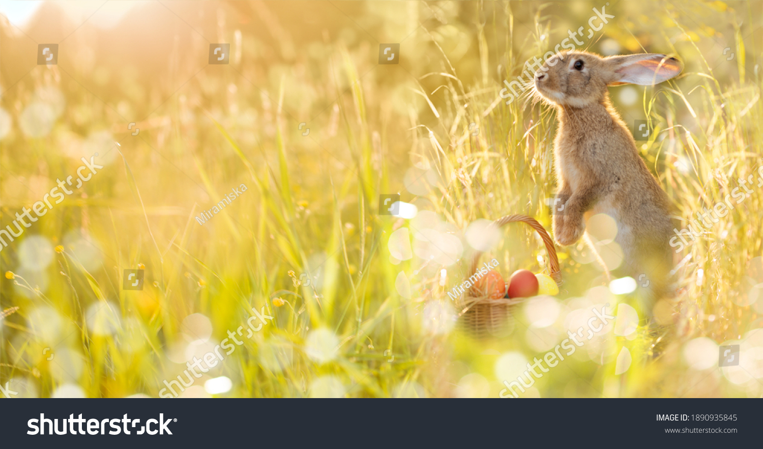 Easter bunny with a basket of eggs. Happy Easter Bunny on a card on their hind legs with flowers at sunset. Cute hare #1890935845