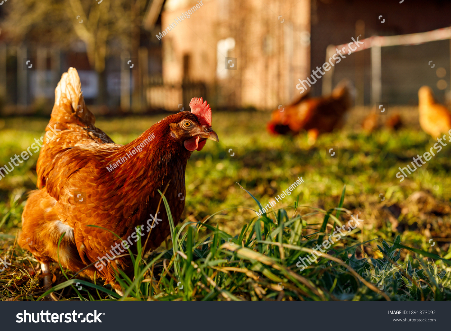 Free range organic chickens poultry in a country farm on a winter morning, germany #1891373092