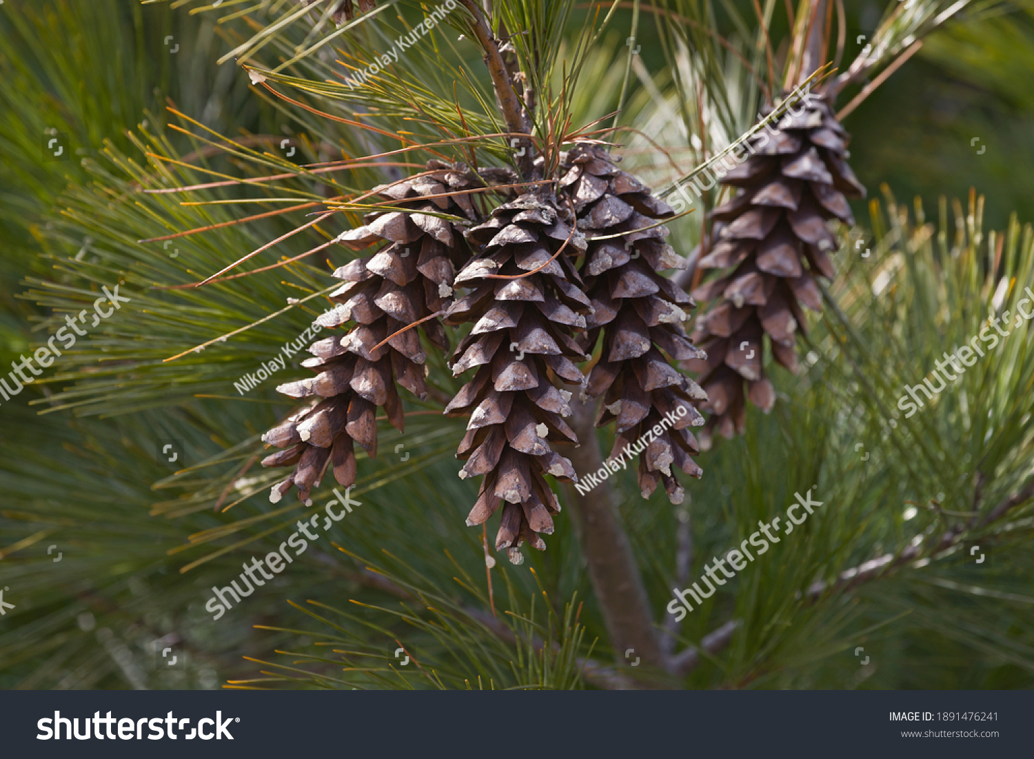 Loui Eastern white pine (Pinus strobus 'Louie') #1891476241