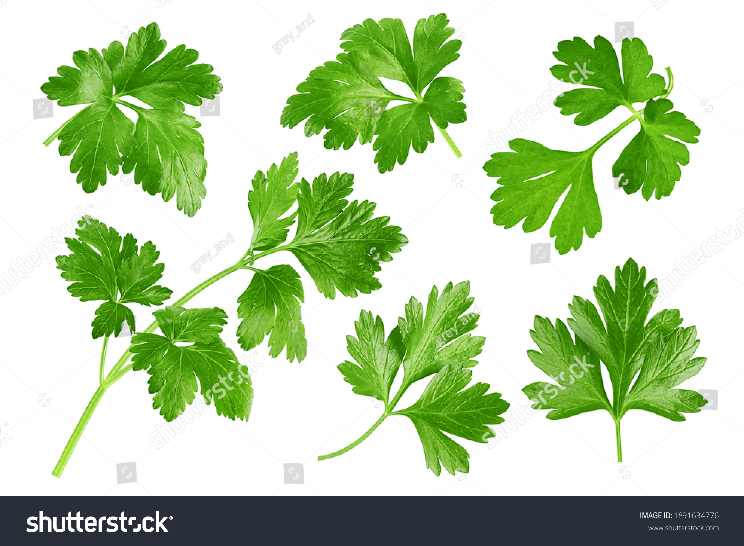 Parsley isolated on white background, clipping path, full depth of field #1891634776