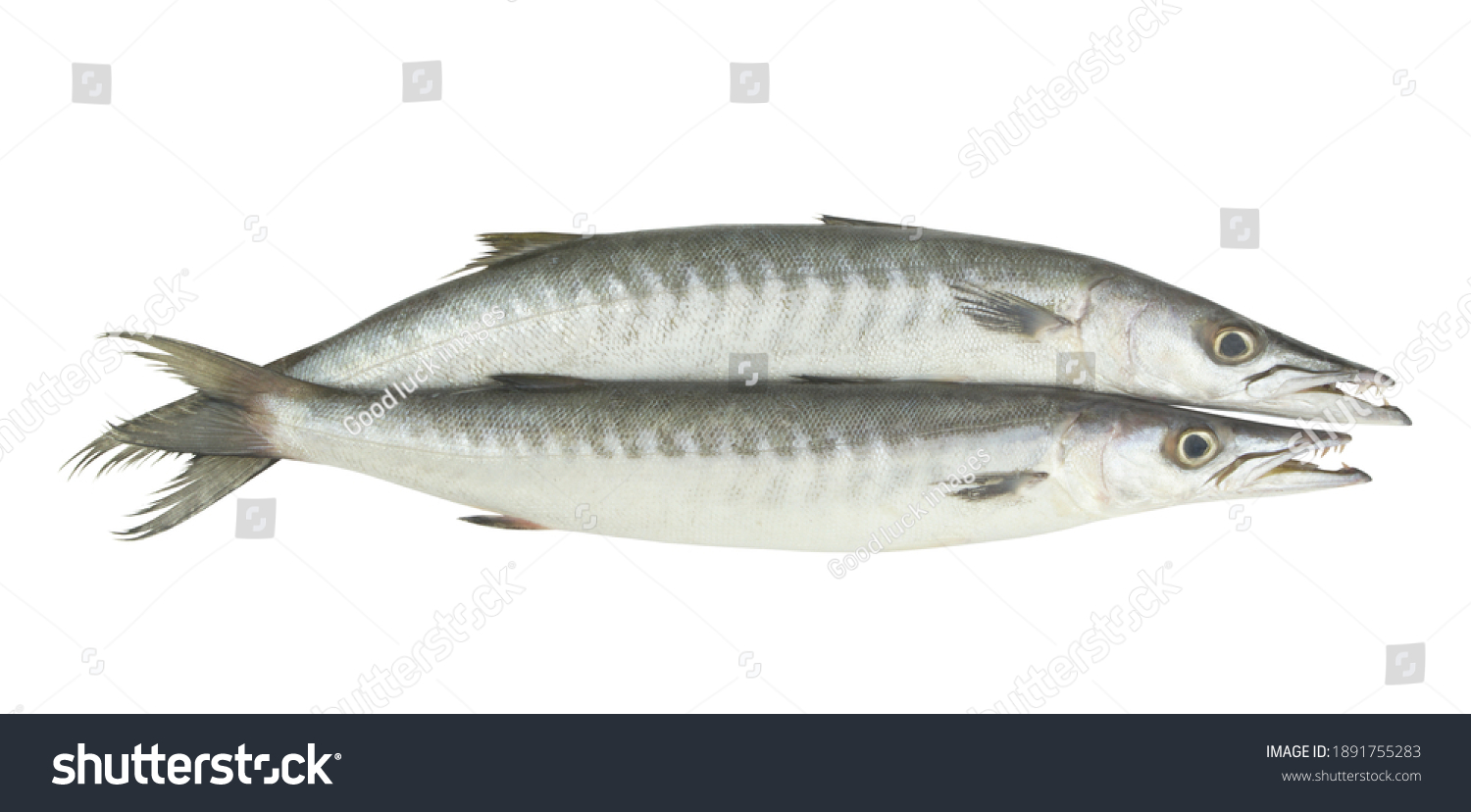 Two barracuda fishes isolated on white background #1891755283