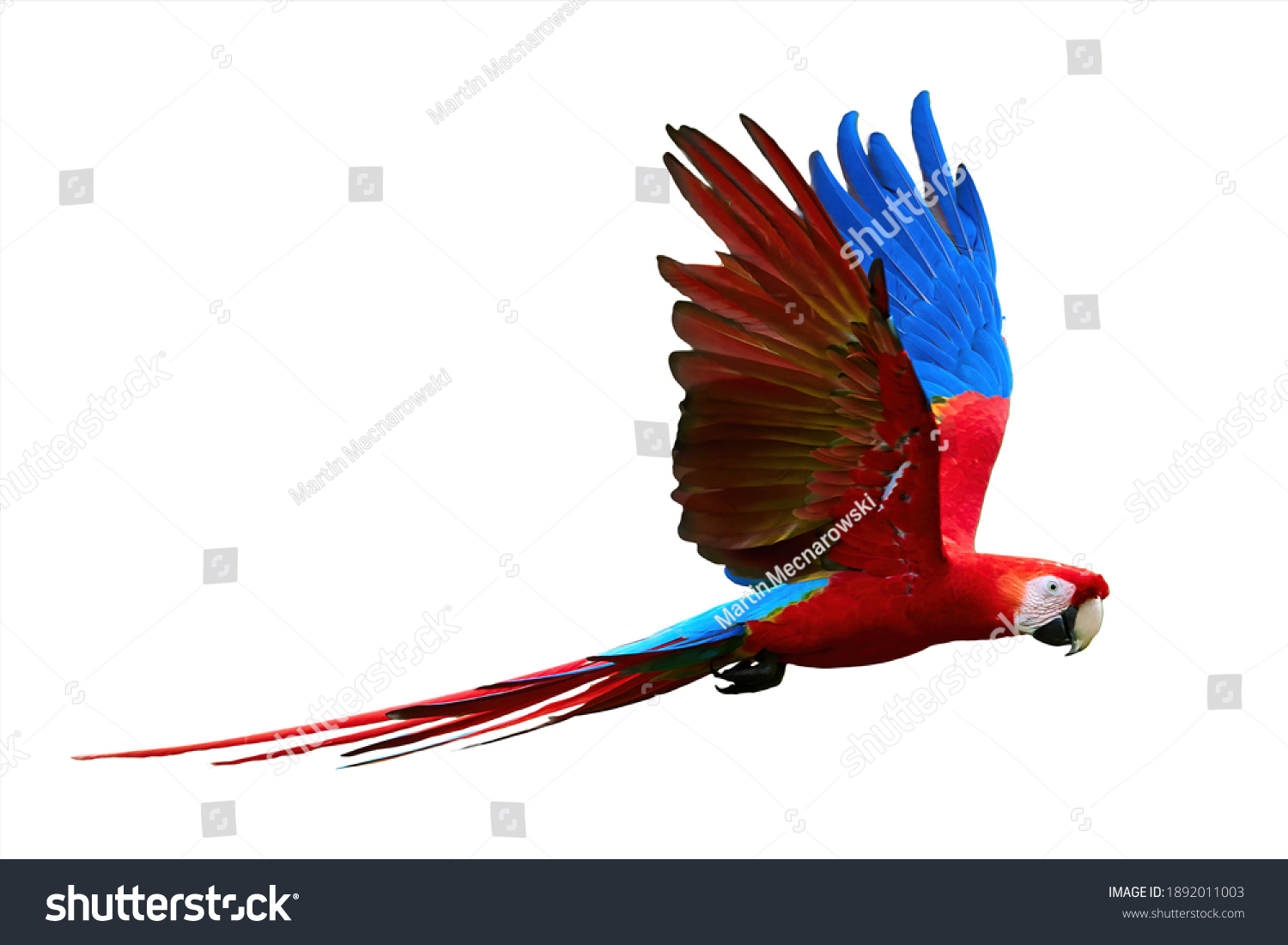 Flying wild red parrot, isolated on white background. Bright red and blue south american parrots,  Ara macao, Scarlet Macaw, flying with outstretched wings, wild amazonian bird. #1892011003