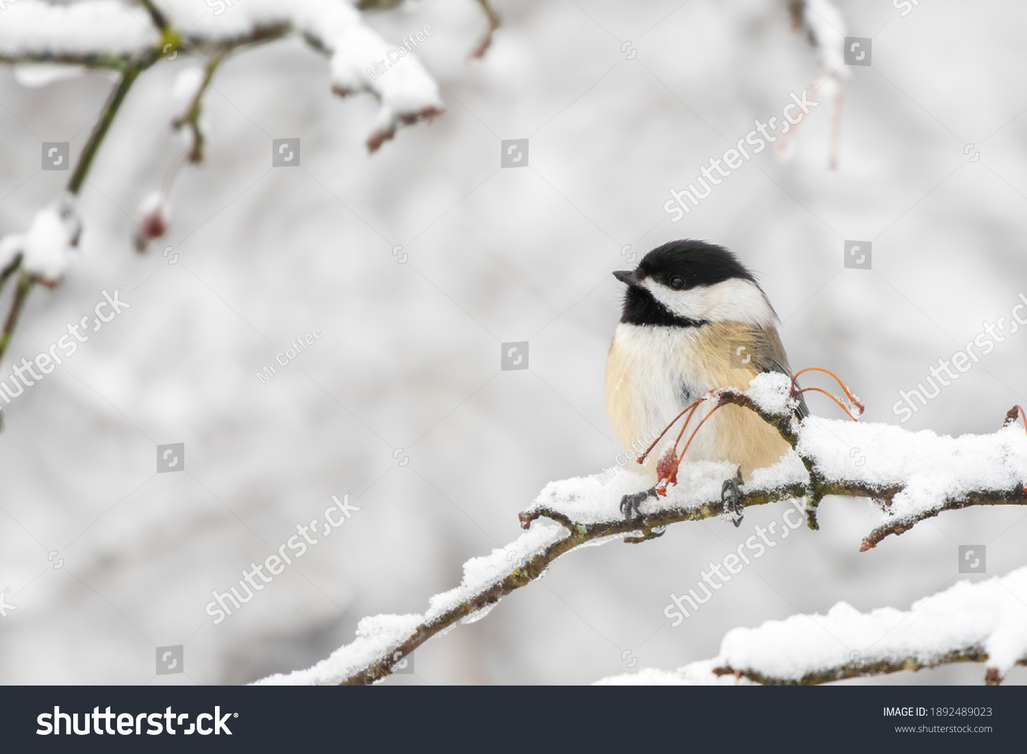 Black-capped Chickadee perched on a branch and looks like a little egg #1892489023
