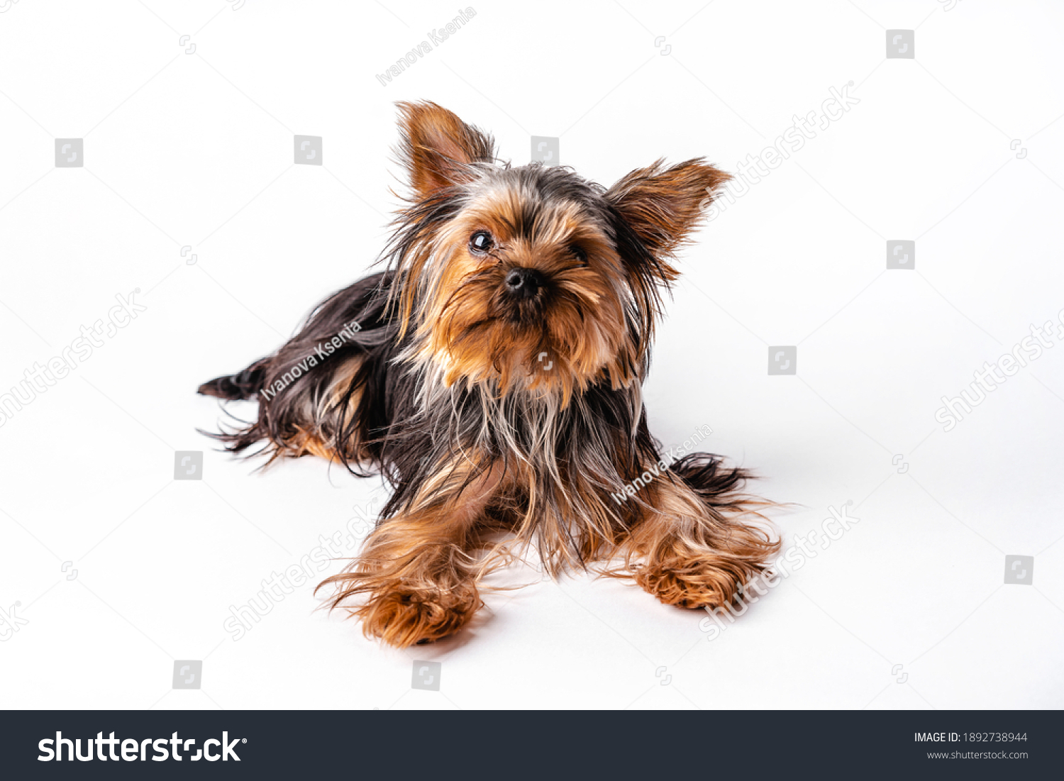 Yorkshire Terrier puppy sits. Isolated on white background #1892738944