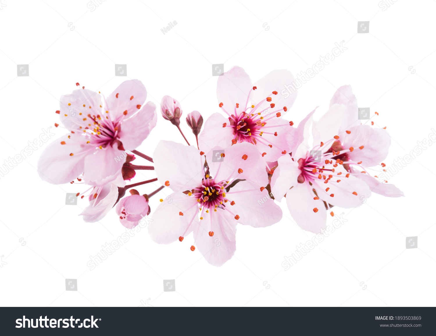Up-close light pink Cherry blossoms ( Sakura) isolated on a white background. #1893503869