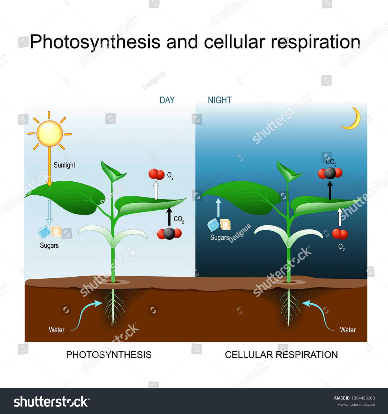 Photosynthesis and cellular respiration. - Royalty Free Stock Vector