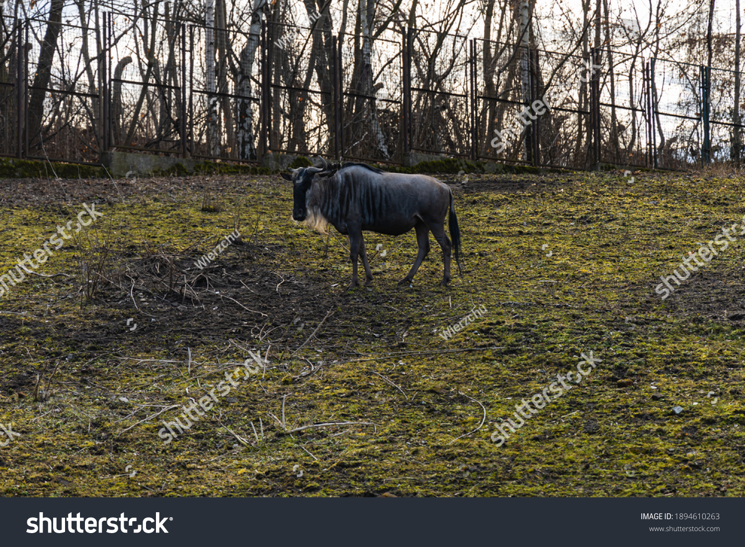 White-bearded wildebeest Connochaetes taurinus albojubatus walking on large green glade #1894610263