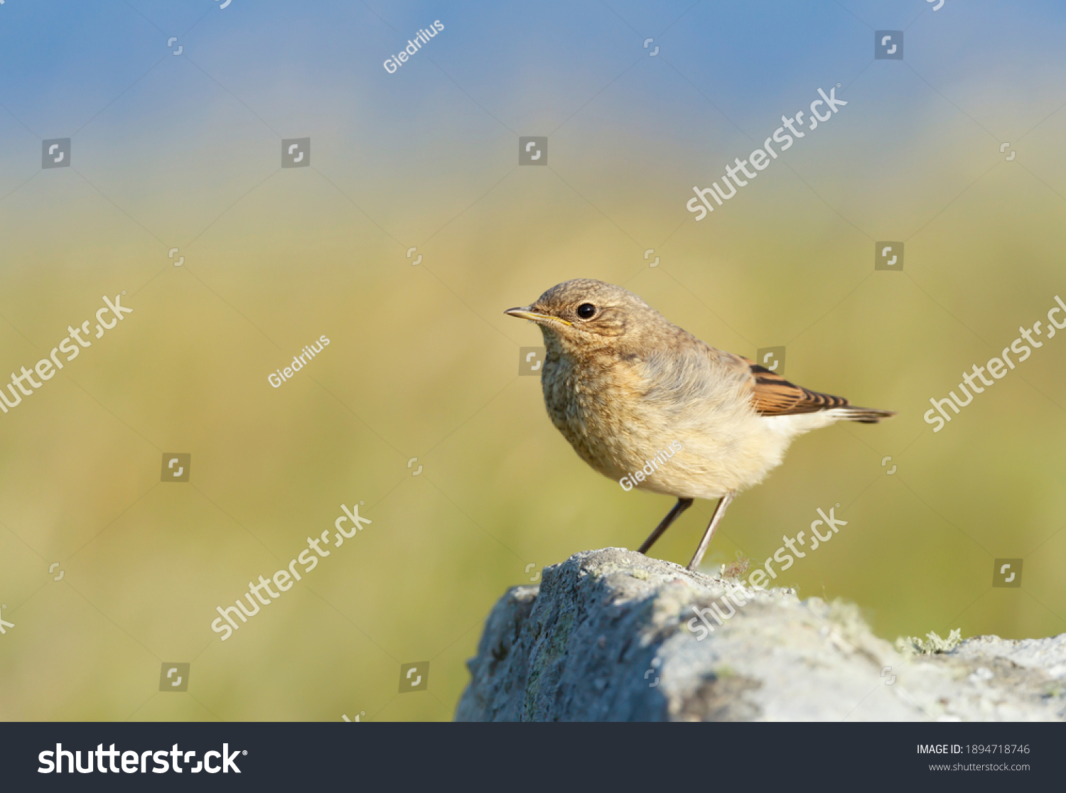 Close up of a juvenile Northern wheatear (Oenanthe oenanthe) perched on a rock against green background in summer, Scotland, UK. #1894718746