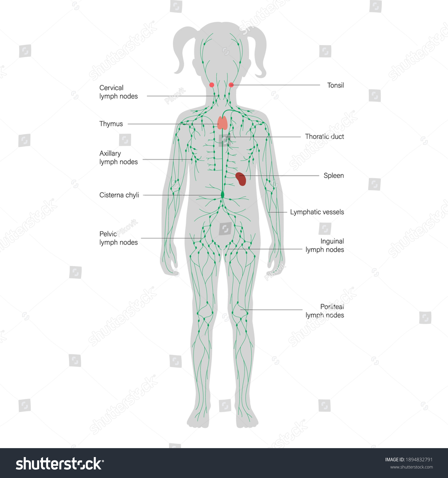 lymphatic system concept. Lymph nodes and ducts - Royalty Free Stock ...