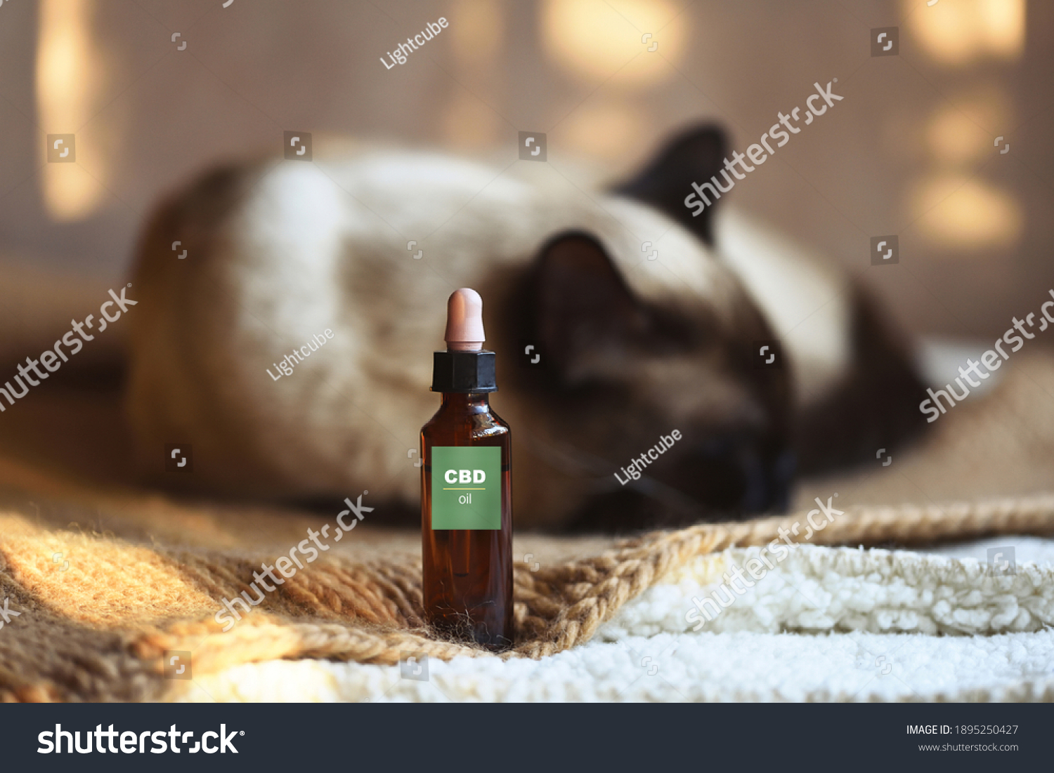 Canister of CBD hemp oil for domestic cat, selective focus #1895250427