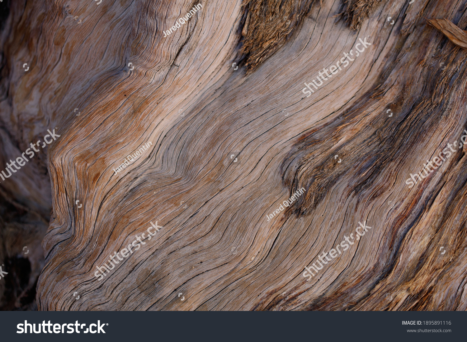 Exfoliating furrowed grey brown aging bark of California Juniper, Juniperus Californica, Cupressaceae, native evergreen arborescent shrub in Joshua Tree National Park, Southern Mojave Desert, Winter. #1895891116