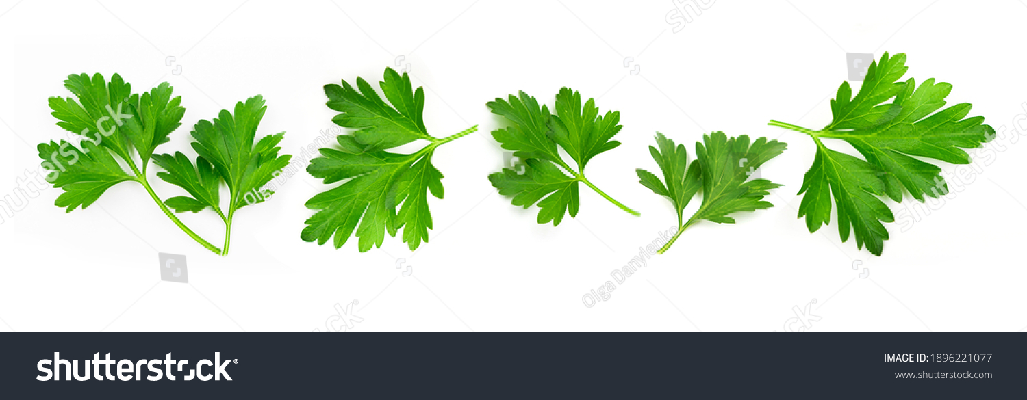 Fresh green vegan vitamin parsley isolated on white background #1896221077