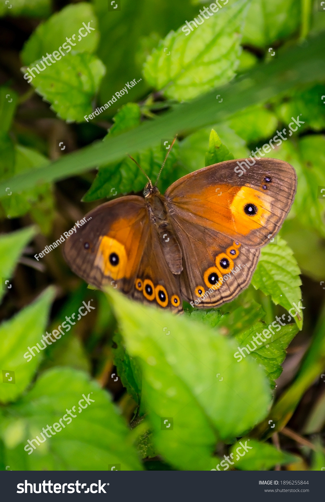 Tussock ringlet, also known as Common tussok. Perched on a weed flower #1896255844