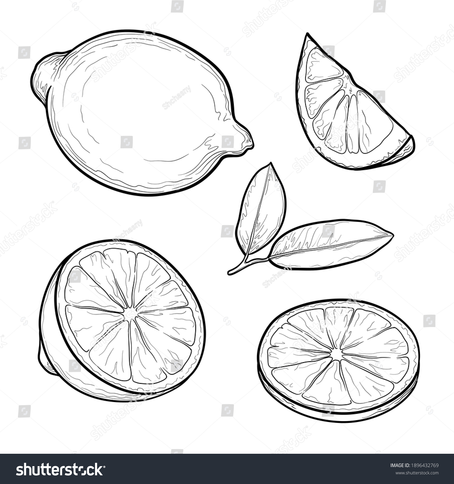 Set of lemons. Citrus fruit drawing. Isolated vector illustration. #1896432769
