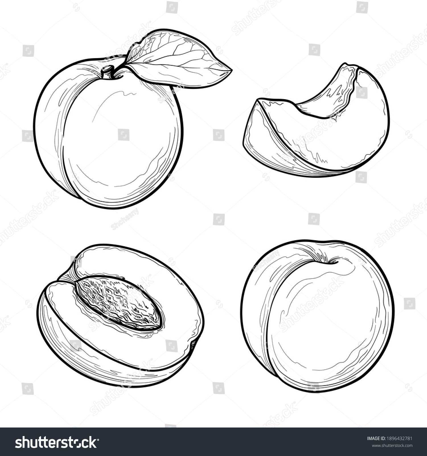 Apricot vector drawing set. Fruits drawings isolated on a white background. #1896432781