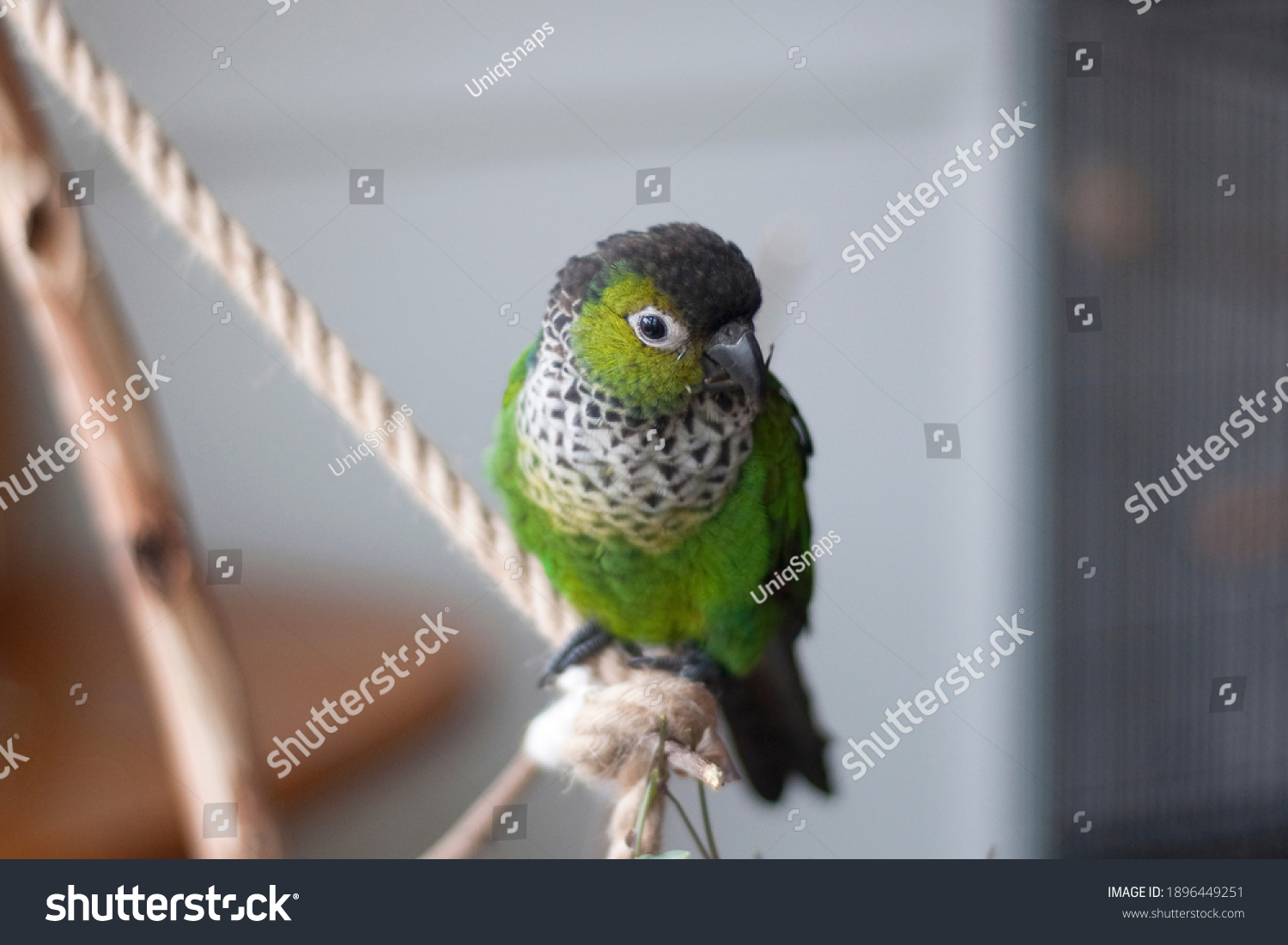 Cute Black Capped Conure Playing on a tree perch #1896449251