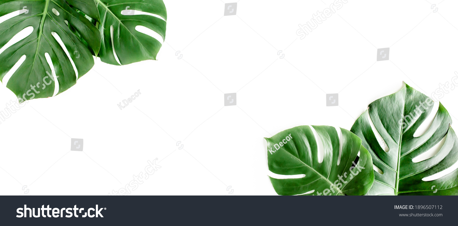 Banner of green tropical palm leaves Monstera on white background. Flat lay, top view. #1896507112
