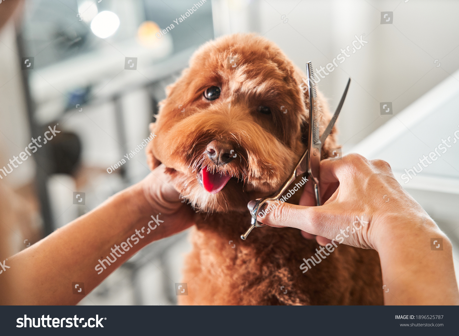 Professional groomer cut fur with scissors and clipper at the little smile dog labradoodle. Funny dog sitting at the grooming salon or vet clinic and looked trustingly #1896525787