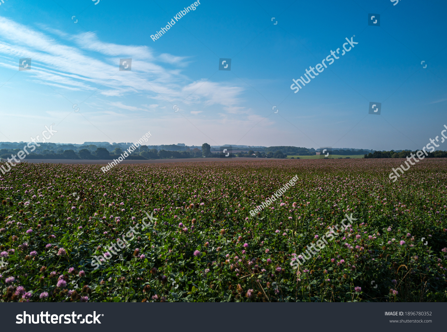 an extensive arable land in Mecklenburg western Pomerania with blooming clover and blue sky #1896780352