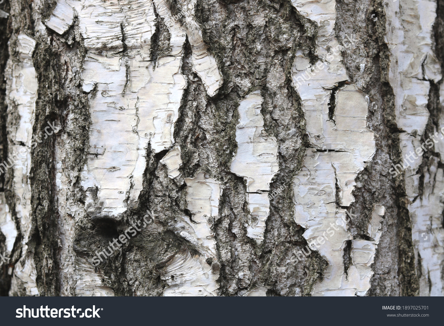 pattern of birch bark with black birch stripes on white birch bark and with wooden birch bark texture #1897025701