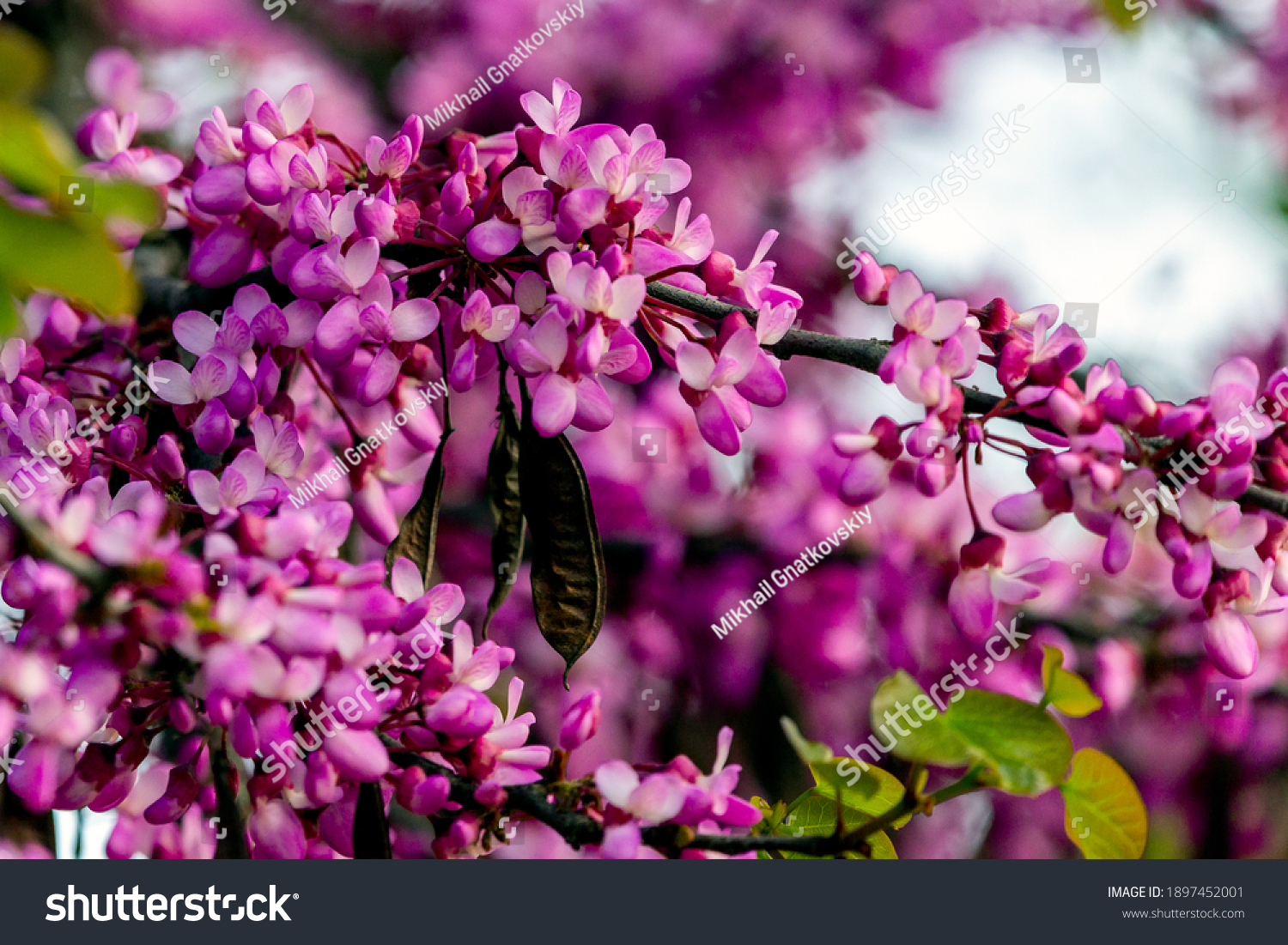 European Cercis, or Judas tree, or European scarlet. Close-up of pink flowers of Cercis siliquastrum. Cercis is a tree or shrub, a species of the genus Cercis of the legume family or Fabaceae. #1897452001