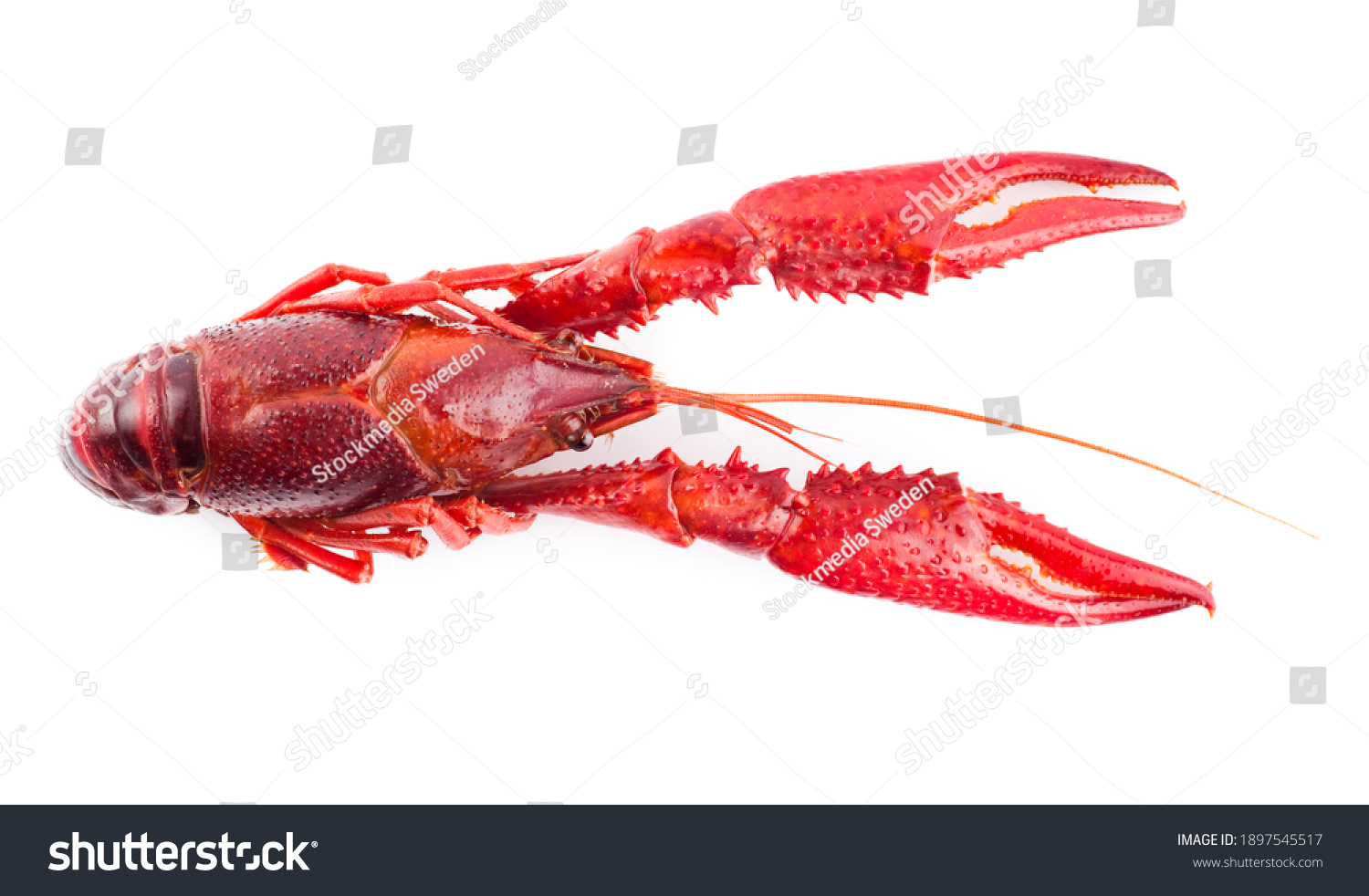 Top view of one single crayfish. Studio photo isolated on white background. Selective focus on object. #1897545517