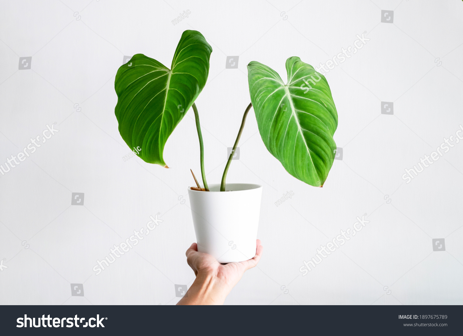Hand holding Philodendron Gloriosum in white ceramic pot with isolated white background #1897675789