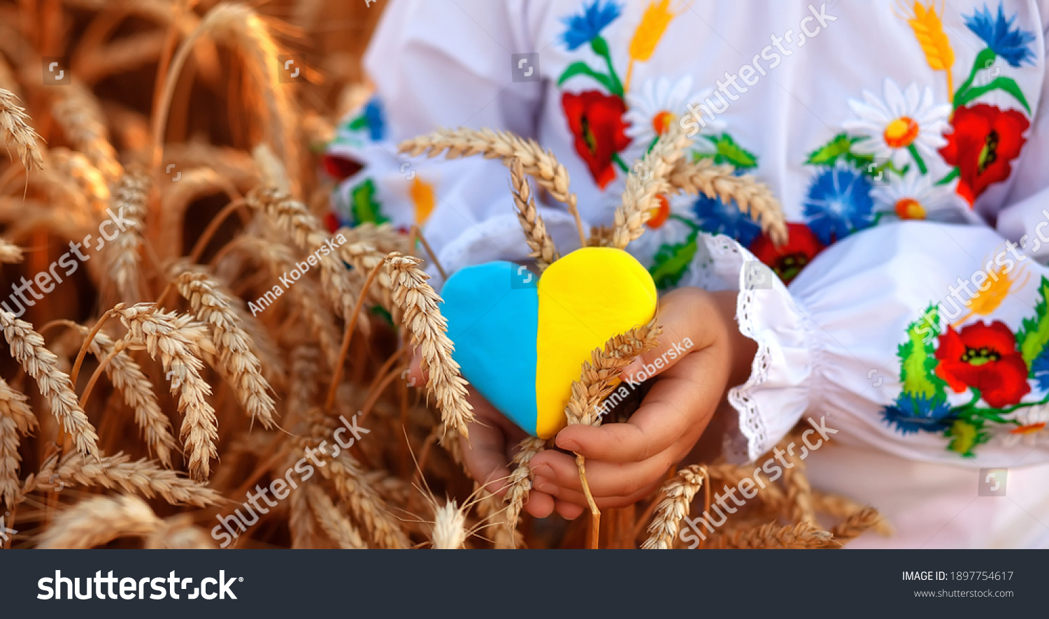 A yellow and blue heart and spikelets of wheat in the hands of a child in an embroidered shirt ( vyshyvanka). Wheat field at sunset.Unity Day, Independence Day of Ukraine, Embroidery Day #1897754617