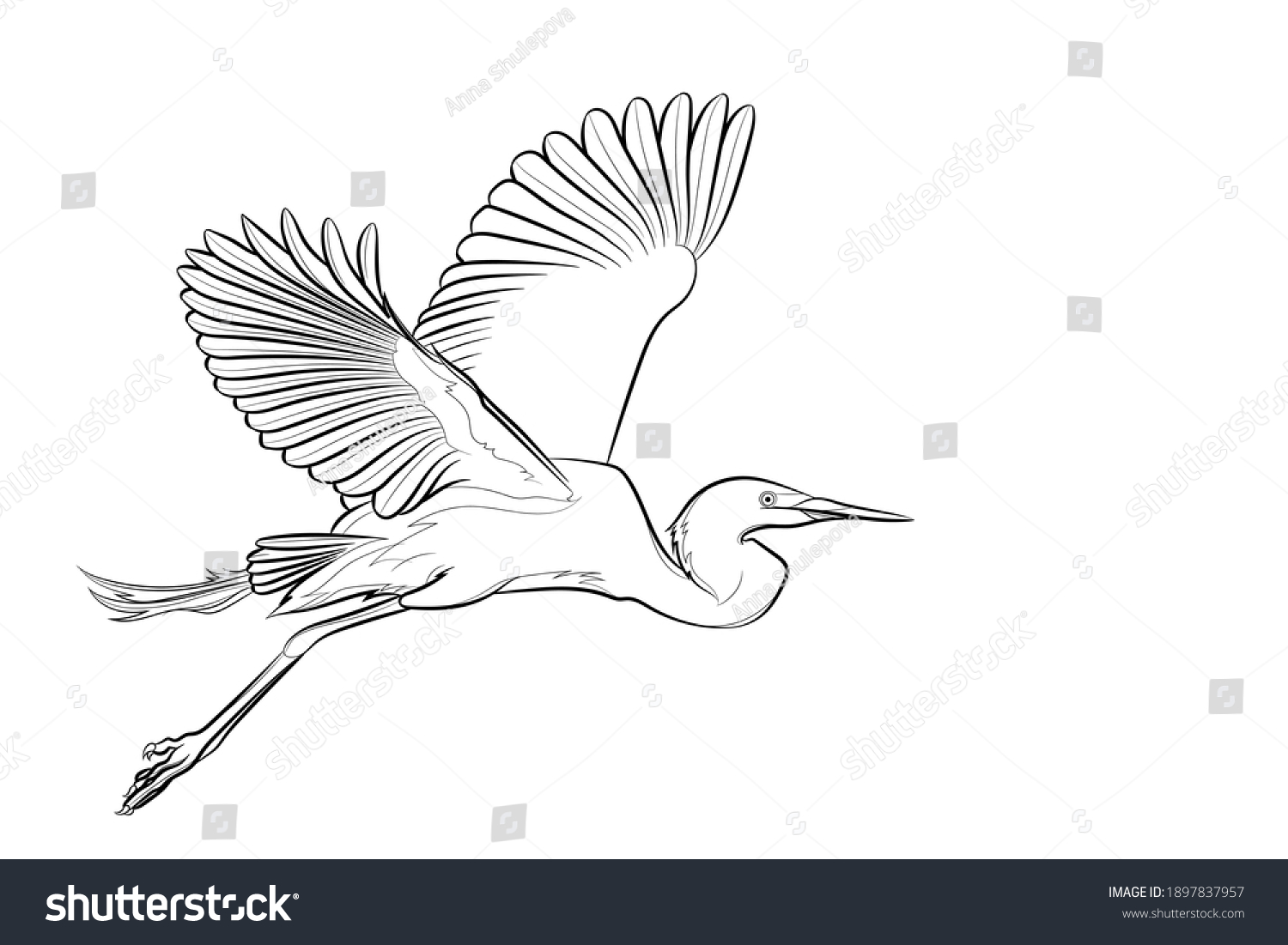 Flying great egret. Line drawing. Black and - Royalty Free Stock Vector ...