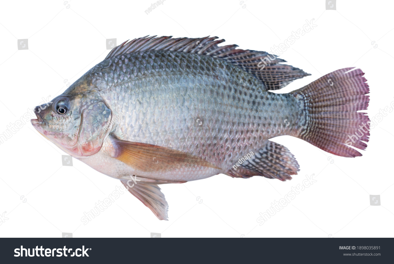 Nile tilapia fish isolated on white background with clipping path. #1898035891
